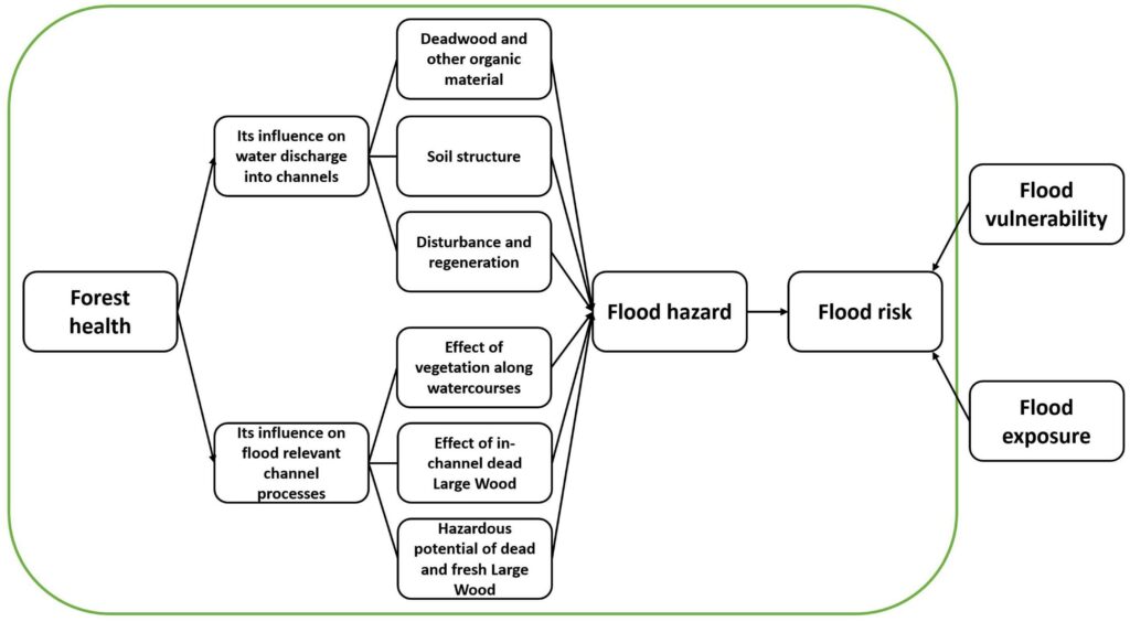 Figure 1. The green frame depicts the thematic foci of the review to identify synergies and trade-offs between the forest management objectives forest health and flood risk reduction. It covers the influences of forest conditions on water discharge into channels and on flood relevant channel processes.